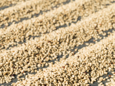 Proceso de secado de caf&eacute;